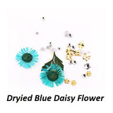 Dried Daisy Flower/6 colors/Set