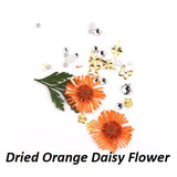 Dried Daisy Flower/6 colors/Set