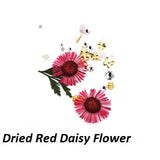 Dried Daisy Flower/6 colors/Set