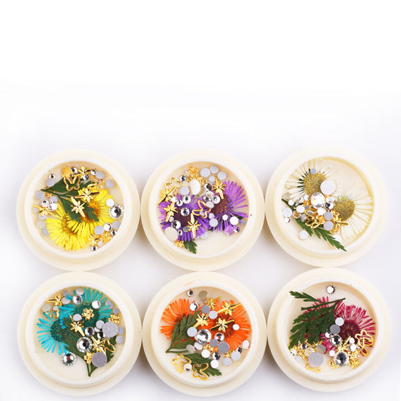 Dried Daisy Flower/6 colors/Set